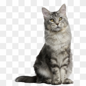 Gray Long Hair Cat - Cat Sitting Up Straight, HD Png Download - gray cat png