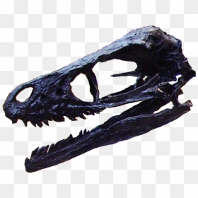 File - Bambiraptor-head - Skull, HD Png Download - dinosaur head png