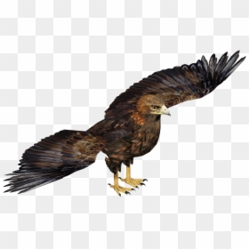 Wedge Tailed Eagle Transparent , Png Download - Wedge Tailed Eagle Png, Png Download - eagle transparent png