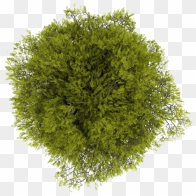 Transparent Tree Plan Png, Png Download - tree top png