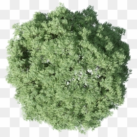 Trees In Plan Png, Transparent Png - tree top png
