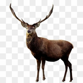 Elk, HD Png Download - reindeer antlers png