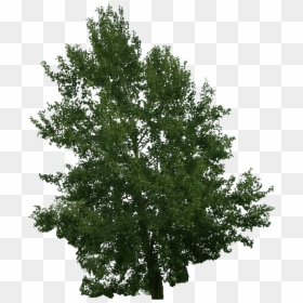 River Birch, HD Png Download - tree top png