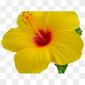 Hawaiian Flower Transparent Background, HD Png Download - hawaiian flowers png