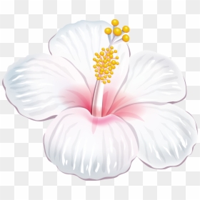 Hibiscus Png White, Transparent Png - hawaiian flowers png