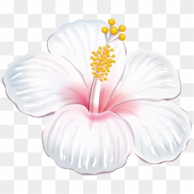 Hibiscus Png White, Transparent Png - hawaiian flowers png