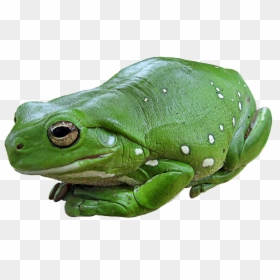 Tree Frog Big, HD Png Download - tree top png