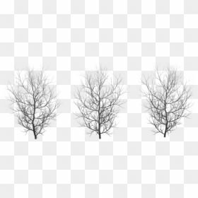 Winter Tree Plan, HD Png Download - tree top png