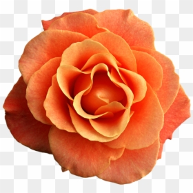 Peach Aesthetic Flower, HD Png Download - colours png