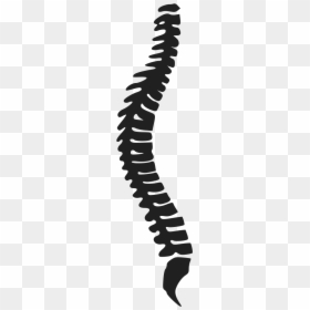 Spine Clip Art, HD Png Download - spine png