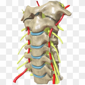 Spine Png, Transparent Png - spine png