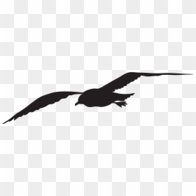 Seagull Silhouette Clip Art, HD Png Download - bird silhouette png