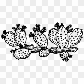 Transparent Cactus Clipart Black And White, HD Png Download - spine png