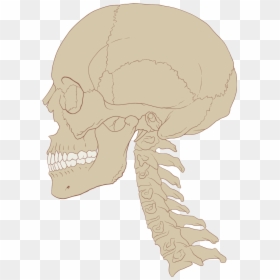 Skull Human And Cervical Spine - Skull And Cervical Spine, HD Png Download - spine png