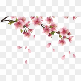 Transparent Background Cherry Blossom Png, Png Download - cherry blossom petals png
