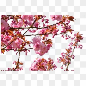 Fiori Di Ciliegio Png, Transparent Png - cherry blossom petals png