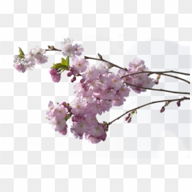 Cerezo En Flor Png, Transparent Png - cherry blossom petals png