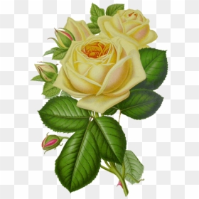 Vintage Yellow Flower Png, Transparent Png - white roses png