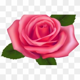 Pink Roses Clipart, HD Png Download - white roses png