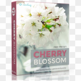 Free Lightroom Preset Cherry Blossom, HD Png Download - cherry blossom petals png