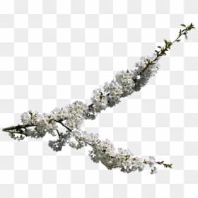 Цветущее Дерево Пнг, HD Png Download - cherry blossom petals png