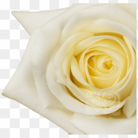 Floribunda, HD Png Download - white roses png