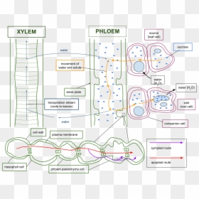 Flow And Exchange Of Nutrients In The Phloem And Xylem - Source And Sink In Plants, HD Png Download - plan view plants png