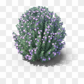 Alpine Forget-me-not, HD Png Download - plan view plants png