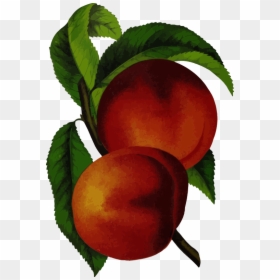 Elberta Peach - Vintage Peach Design, HD Png Download - peach tree png