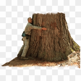Yellow Dog Preserve Rochelle Dale Hugging Tree - Tree Stump, HD Png Download - aerial trees png
