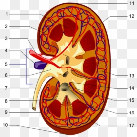 Kidney Piom - Parts Of The Kidney, HD Png Download - caliz png
