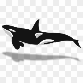 Orca Clipart Minke Whale - Whale Watching Png, Transparent Png - orca whale png