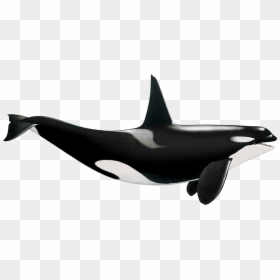 Transparent Orca Whale Png - Killer Whale, Png Download - orca whale png