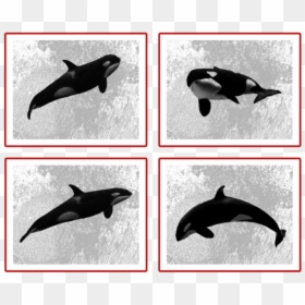 Killer Whale, HD Png Download - orca whale png