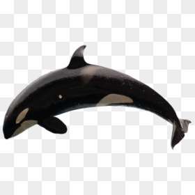 Transparent Orca Clipart - Jumping Whale Transparent Background, HD Png Download - orca whale png