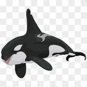 Arctic Animals, HD Png Download - orca whale png