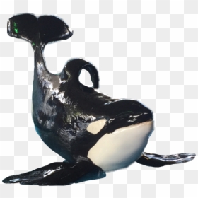 Killer Whale , Png Download - Killer Whale, Transparent Png - orca whale png