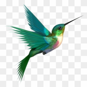 Multicolored Bird Png Picture - Hummingbird Png, Transparent Png - bird .png