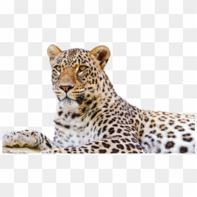 Persian Leopard Snow Leopard Desktop Wallpaper Felidae - Amur Leopard Transparent Background, HD Png Download - leopard spots png