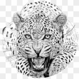 Clipart Face Leopard - Realistic Leopard Head Drawing, HD Png Download - leopard spots png
