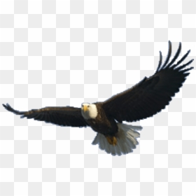 Eagle Png Image - Flying Eagle Png, Transparent Png - eagle png images