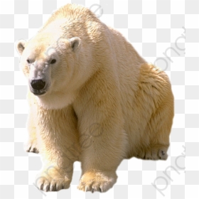 White Polar Bear Polar Bear Clipart Realistic - Dictionary Com Polar Bear, HD Png Download - polar bear clipart png