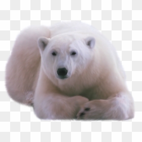Polar White Bear Png - Polar Bear Png, Transparent Png - polar bear clipart png