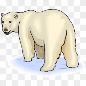 Pin Baby Polar Bear Clipart - Polar Bear, HD Png Download - polar bear clipart png