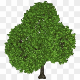 Tree Clip Art - Castaño Png, Transparent Png - top of tree png