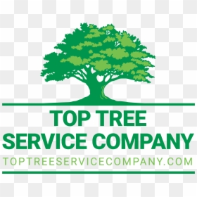 Top Tree Service Company - Oak Tree Logo, HD Png Download - top of tree png