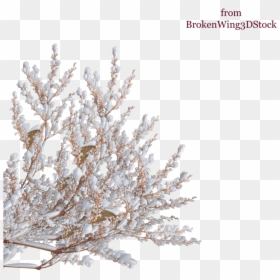 Tree Shrub Winter Branch - Snow Covered Bush Png, Transparent Png - top of tree png