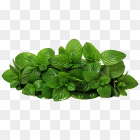 Plant,tatsoi,basil,fines Basil,perennial Plant - Mint .png, Transparent Png - plants top view png