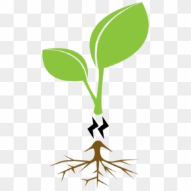 Plant,grass,leaf - Family Tree Clear Background, HD Png Download - family tree clipart png