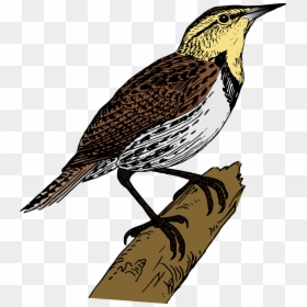 Cuckoo Bird Hd Png, Transparent Png - rama png